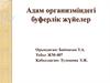 Адам организміндегі буферлік жүйелер