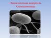 Хламидомонада, род одноклеточных зелёных водорослей из семейства хламидомонадовы