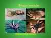 Паукообразные. Виды пауков