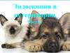 Эндоскопия в ветеринарии. Часть 1