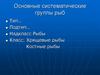 Основные систематические группы рыб