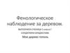 Фенологическое наблюдение за деревом. 5 класс