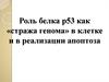 Роль белка р53 как «стража генома» в клетке и в реализации апоптоза