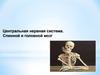 Центральная нервная система. Спинной и головной мозг