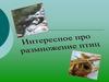 Интересное про размножение птиц