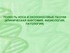 Полость носа и околоносовые пазухи (сестринское дело)