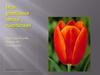 Моя  улюблена квітка тюльпан