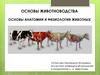 Основы анатомии и физиологии животных