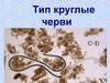 Тип круглые черви