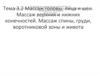 Массаж головы, лица и шеи. Массаж верхних и нижних конечностей. Массаж спины, груди, воротниковой зоны и живота