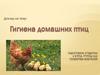 Гигиена домашних птиц