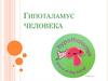 Гипоталамус человека