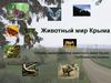 Животный мир Крыма