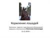 Кормление лошадей