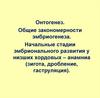 Онтогенез. Общие закономерности эмбриогенеза