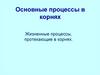Основные процессы в корнях