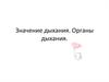 Значение дыхания. Органы дыхания
