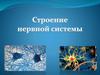 Строение нервной системы