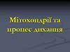 Мітохондрії та процес дихання