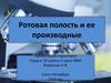 Ротовая полость и ее производные