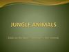 Jungle animals