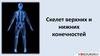 Скелет верхних и нижних конечностей