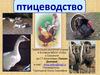 Птицеводство. Разведение птицы