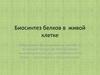 Биосинтез белков в живой клетке