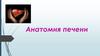 Строение печени