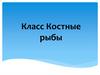 Класс Костные рыбы