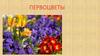 Первоцветы
