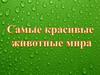 Самые красивые животные мира