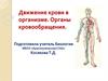 Движение крови в организме. Органы кровообращения