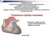 Строение сердца человека