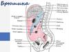 Брюшина. Брюшинная полость
