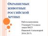 Охраняемые животные в российской Артике