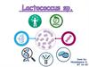 Lactococcus sp
