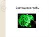 Светящиеся грибы