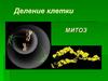 Деление клетки. Митоз