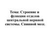 Строение и функции отделов центральной нервной системы. Спинной мозг