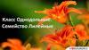 Класс Однодольные. Семейство Лилейные