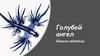 Голубой ангел. Glaucus atlanticus