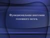 Функциональная анатомия головного мозга
