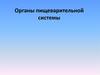 Органы пищеварительной системы
