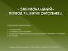 Эмбриональный период развития онтогенеза