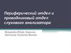 Периферический отдел и проводниковый отдел слухового анализатора