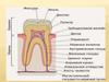 Строение зуба человека