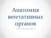 Анатомия вегетативных органов