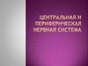 Центральная и периферическая нервная система