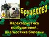 Бруцеллез. Характеристика возбудителей, диагностика болезни. Лекция №4